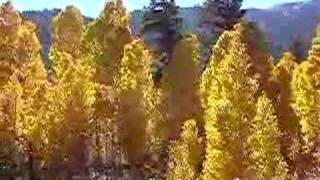 Fall aspen colors at the base of the Tioga Pass [upl. by Siva255]