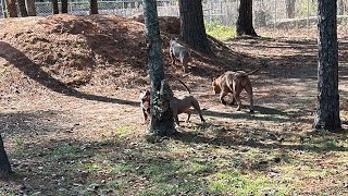 QBN Kennel American Bully Puppies Loving The Fall Weather [upl. by Scevour103]