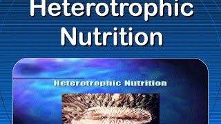 Heterotrophic Nutrition [upl. by Alaham]