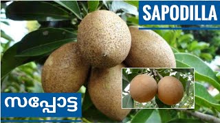 Sapodilla  Propagation  How to Care Sapota  Manual Pollination  How to Identify Ripe Sapota [upl. by Miranda]