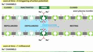 Membrane Proteins II [upl. by Ariay592]