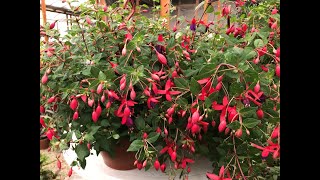 Küpe Çiçeğinin Bakımı How To Care Fuchsia Plants [upl. by Eislel884]