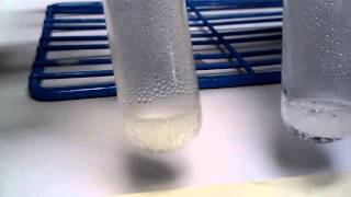 Zinc and 6 M Hydrochloric Acid Reaction [upl. by Holli13]