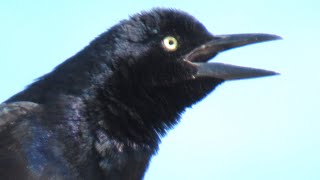 Common Grackle Call and Incredible Singing [upl. by Tertia]