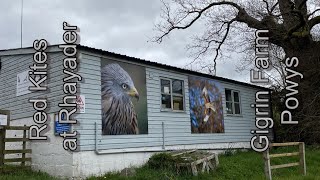 Red Kites at Gigrin farm Rhayader Wales 2022 with stills [upl. by Nennerb]