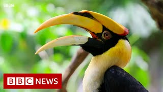 How one man stopped a rainforest megadam  BBC News [upl. by Charil]