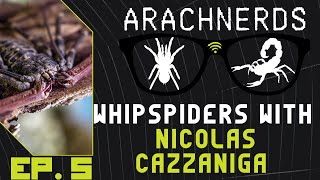 Whipspiders with Nick Cazzaniga  ArachNerds Ep 5 [upl. by Annamarie]