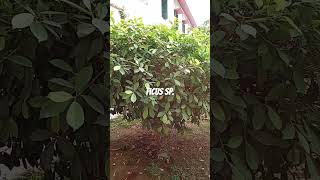 Ficus sp shorts gardening  ytshorts  shortvideo  gardenplant [upl. by Cramer177]