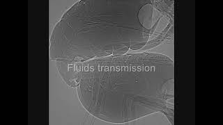 Tsetse fly mating behavior xray Glossina pallidipes [upl. by Marriott]