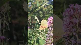 Голям полумесецЧервенМахаонPapilio machaon рядкаголямадневнаСедефка ПандораArgynnis pandora [upl. by Enyedy863]