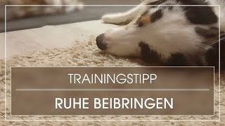 Hundetraining Hund Ruhe beibringen  Hund lernt Ruhe draußen amp drinnen  Hund Entspannen beibringen [upl. by Littlejohn]