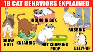 18 Strangest Cat Behaviors Explained [upl. by Aikahs]