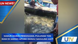 Masuk Musim Penghujan Puluhan Ton Ikan di Jaring Apung Danau Saguling Mati  UN News  UTV [upl. by Thea]