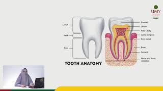 Odontogenesis part 1  Dr drg Erlina Sih Mahanani MKes [upl. by Assilav]