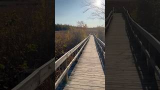 Mer Bleue Bog fall colours magic in October [upl. by Benis]