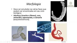 AULA  Schistosoma mansoni morfologia biologia [upl. by Mok743]