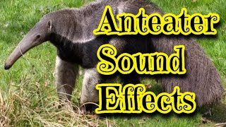 Anteater Sound Effects [upl. by Kolnick]