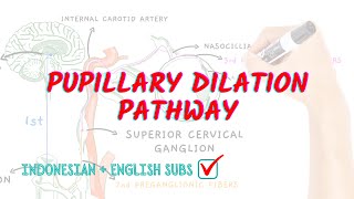 Pupillary dilation pathway  Neuroaholics [upl. by Luanni847]