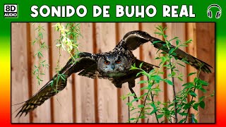 SONIDO DE BUHO REAL 🦉 [upl. by Atsira]