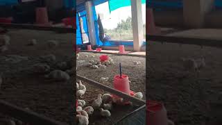 Poultry farm business trending chicken poultry motivation poultryfarm shorts business [upl. by Negroj20]