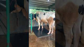 Biggest Bull 🐄🐂🐄cowes animals cattles farming cow bull [upl. by Aletta]