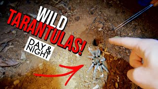 Aphonopelma seemanni  Wild Tarantula Documentary [upl. by Lamarre]