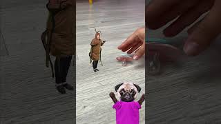 WHAT A COCKROACH INSTEAD OF A PACIFIER 🪳 DOG REACTS funnyanimals dog [upl. by Eekorehc]