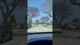 The beautiful lavender blossoms of jacaranda trees❤️ jacaranda spring2024 youtubeshorts [upl. by Leacock]