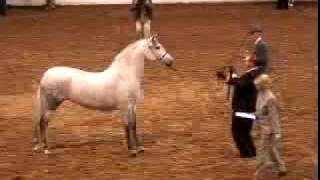 No 1 Andalusian Mare in the Country Millenia TCV [upl. by Kisor540]