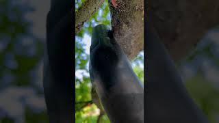 Vacuuming the dangerous oak processionary caterpillar  EichenProzessionsspinner [upl. by Yanahc]