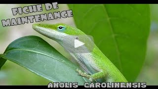 ANOLIS CAROLINENSIS  Conseils et renseignements [upl. by Notslar]