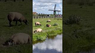 Zaanse Schans  Holland shortsfeed travel trekpluszaanseschans [upl. by Strage]