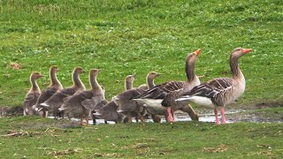 Greylag Goose Family with 11 Goslings [upl. by Ginnie]