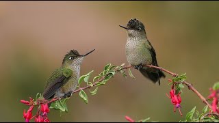 Aves de Chile  Picaflor canto 7 [upl. by Caitrin]