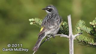 Yellowrumped Warbler [upl. by Rolyak]