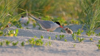 Still Hungry  A Tern Chicks Bottomless Stomach [upl. by Yakcm]