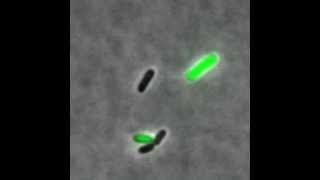 Phage lambda  showing lytic and lysogenic pathways [upl. by Yruy]