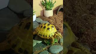 Trunky the Horsefield Tortoise happy day veronikakoleva2372 shorts happy pets positivevibes [upl. by Goldy985]