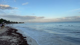 Playa del Carmen🔴En Vivo Llega sargazo ￼y Quinta Avenida [upl. by Mozes]