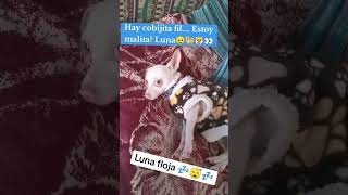 Cobijita fit cobijita dice Luna🤣🐶🐕❤️🥰 [upl. by Akinirt779]