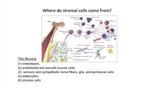 Where do stromal cells come from [upl. by Maurine73]