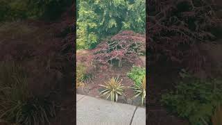 Dramatic Japanese laceleaf maple pruning in Bothell WA  Late June [upl. by Scherle]