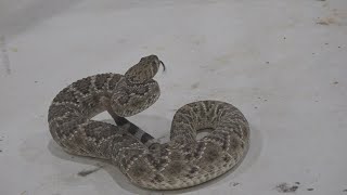 World’s Largest Rattlesnake Roundup aims to control rattlesnake population within Sweetwater [upl. by Aserret]