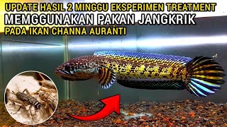 IKAN CHANNA AURANTI SETELAH 2 MINGGU AKU COBA TREATMENT PAKAN DENGAN MENGGUNAKAN JANGKRIK [upl. by Bessy222]