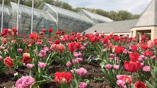 Tulips at Lauritzen Gardens in Omaha Nebraska [upl. by Avra]