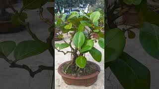 Ficus benghalensis [upl. by Sellig]