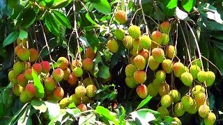 Famous Bombai Litchu Lychee Tree With Many Litchi Fruits [upl. by Vidovic]