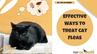 Effective Flea Treatment for Cats  Top Cat Breeds [upl. by Marba]