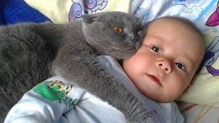 Gatos Protegiendo Bebés Los Gatos Aman a los Bebés 😺👶 [upl. by Tybie]