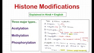 Histone Modifications [upl. by Aivartal443]